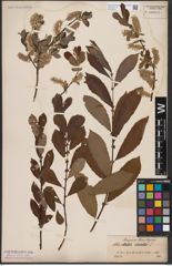 Foto von Salix aurita L.